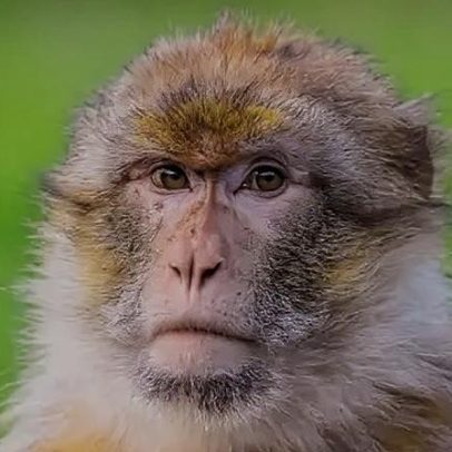Projeto genético mundial ajuda macacos raros