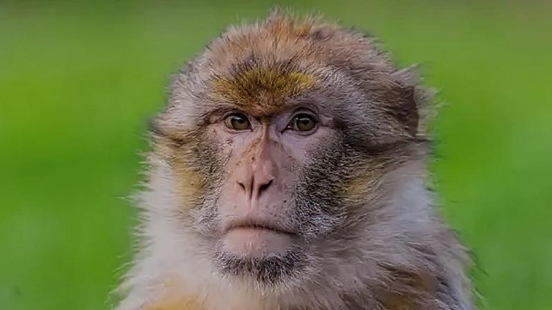 Projeto genético mundial ajuda macacos raros