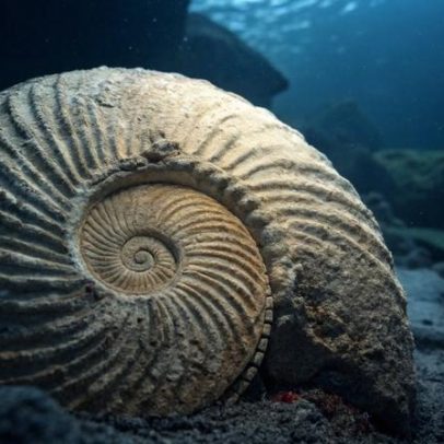 Amêijoa de 507 anos guarda o registro mais antigo das mudanças climáticas