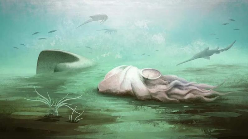 Estudo corrige identificação de fósseis famosos: não era polvo