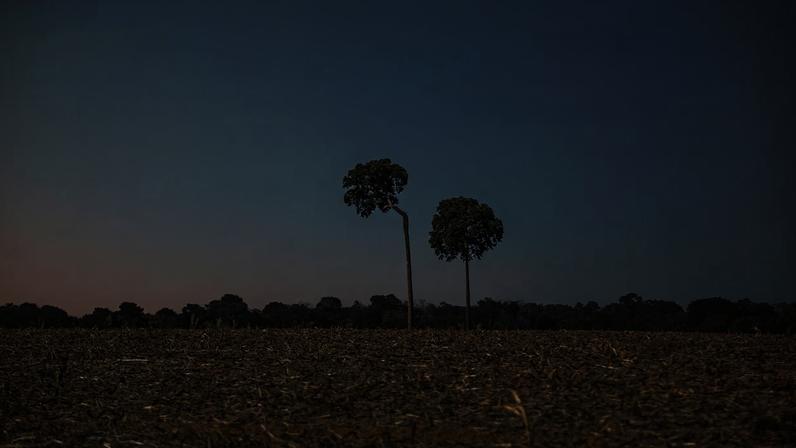 No entorno da Fazenda Manoa, em Cujubim, o cenário é desolador: floresta deu lugar a campos esturricados, utilizados para plantio de grãos e a pecuária