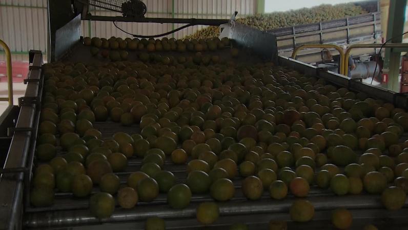 Receita das exportações de suco de laranja cai quase 30% na safra atual