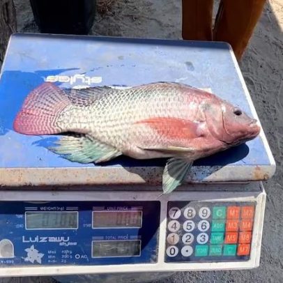 Produtor do Piauí utiliza água de poço salino para criar tilápia e camarão