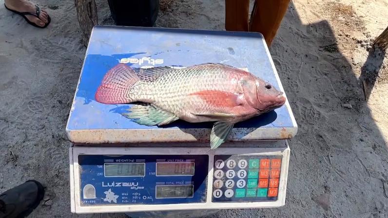 Peixe sendo pesado no interior de Pernambuco