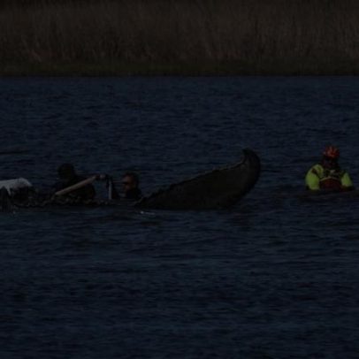 Operação de resgate de baleia jubarte encalhada no Mar Báltico completa um mês