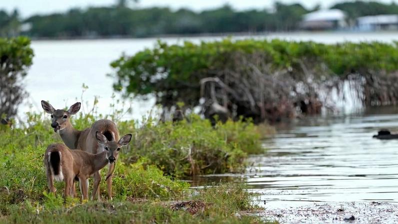 Manguezais e diques mostram potencial de proteção costeira conjunta