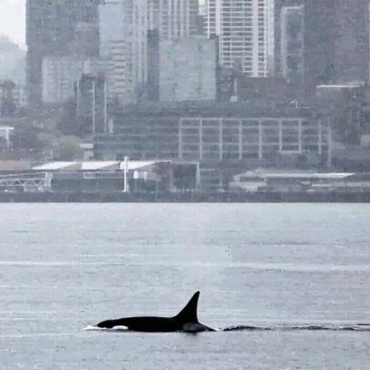 Orcas vistas pela primeira vez em Seattle encantam observadores de baleias