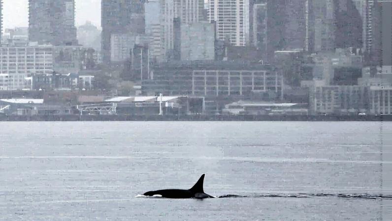 Orcas vistas pela primeira vez em Seattle encantam observadores de baleias