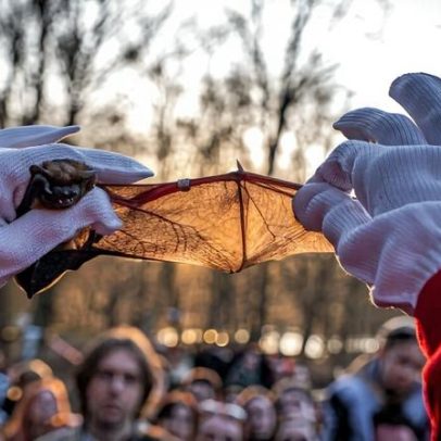Após inverno duro, ucranianos libertam morcegos resgatados da guerra