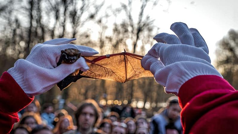 Após inverno duro, ucranianos libertam morcegos resgatados da guerra