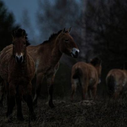 Paisagem radioativa de Chernobyl evidencia a resiliência da natureza