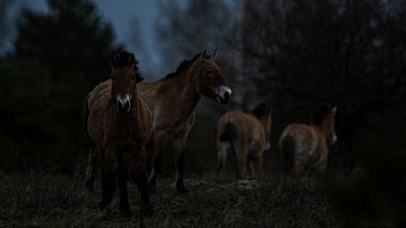 Wild Przewalski horses graze in a forest inside the Chernobyl exclusion zone, Ukraine, Wednesday, April 8, 2026. Chornobyl is the Ukrainian name for the city.