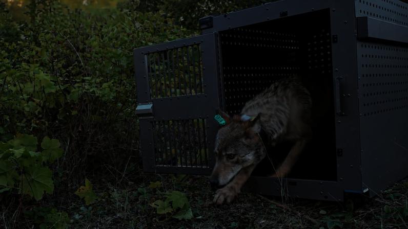A gray wolf is released at Isle Royale National Park in Michigan. Image courtesy of National Park Service via Associated Press