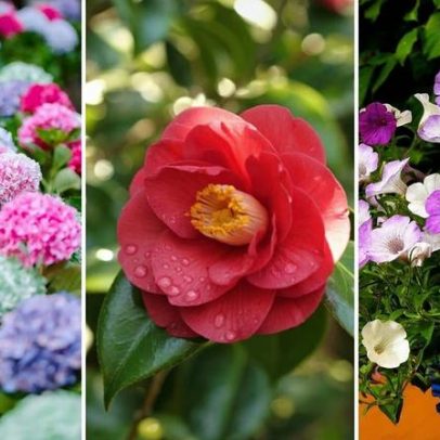 Cor das flores pode mudar apenas ajustando o solo