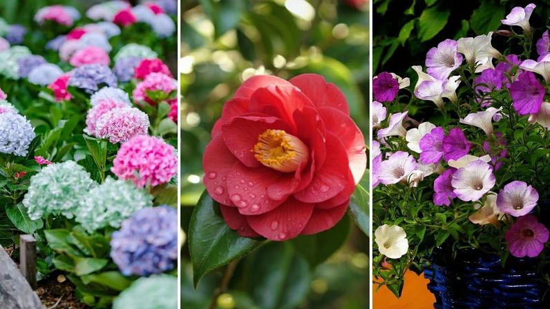 Cor das flores pode mudar apenas ajustando o solo