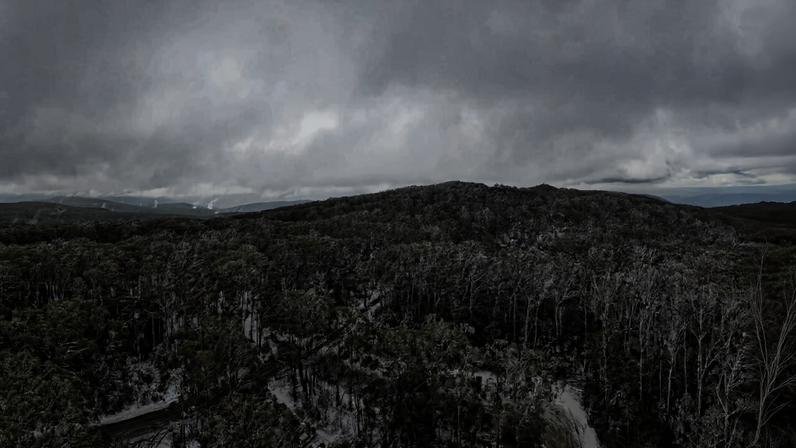 Austrália declara florestas de eucalipto alpino na parte continental em risco
