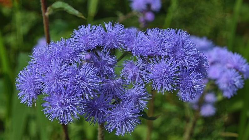 Espécies invasoras ocupam áreas de plantas nativas nas cidades do Nepal