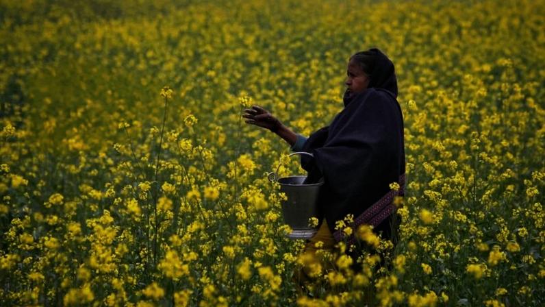 Agricultora aplica ureia em campo de mostarda na cidade de Allahabad, no norte da Índia