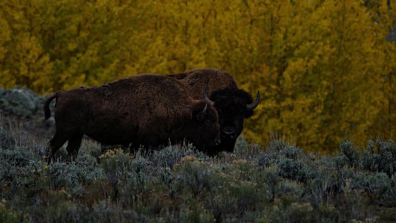 Unindo os rewilders do mundo: entrevista com Alister Scott