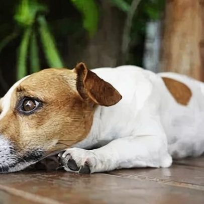 Como ajudar pets com ansiedade de separação