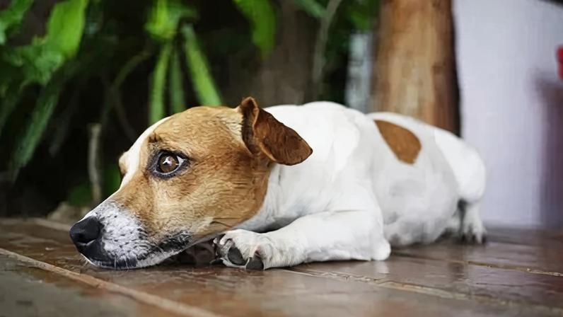 A destruição de objetos é um sinal claro de ansiedade em pets.