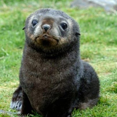 Focas da Antártica em perigo com queda de krill para filhotes