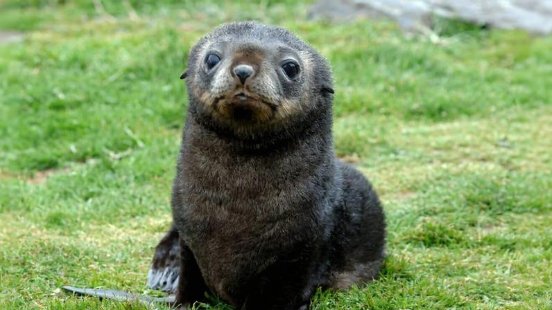 Focas da Antártica em perigo com queda de krill para filhotes