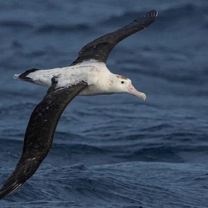 Rotas marinhas de migração podem ajudar a salvar aves marinhas em declínio
