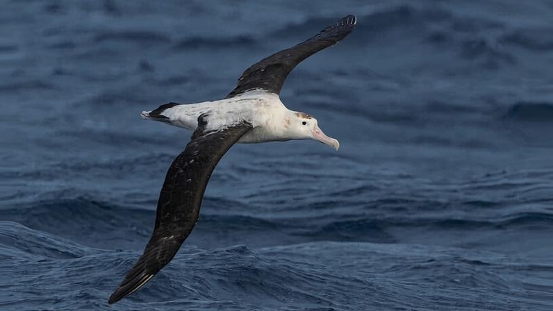 Rotas marinhas de migração podem ajudar a salvar aves marinhas em declínio