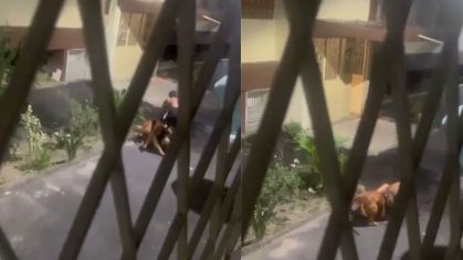 Pitbull que atacou dois moradores em condomínio de Ramos foi resgatado pela Secretaria Municipal de Proteção e Defesa dos Animais e levado para o Centro de Controle de Zoonoses.