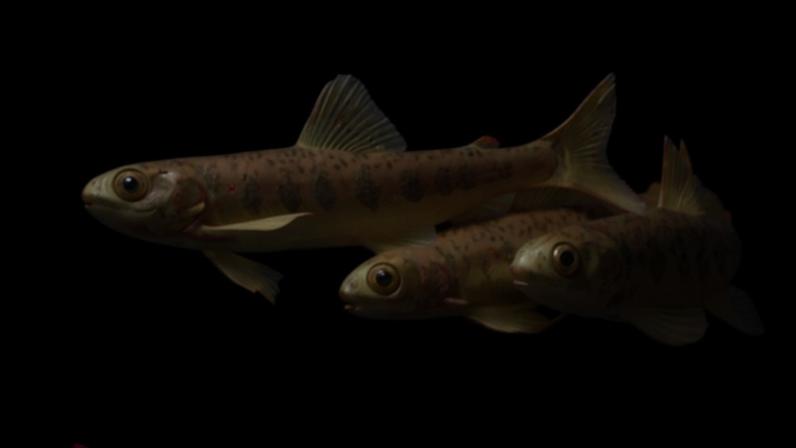 Exposição à cocaína leva salmões a alterarem movimentos