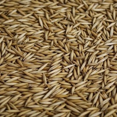 Aveia reduz colesterol e protege o coração, diz estudo