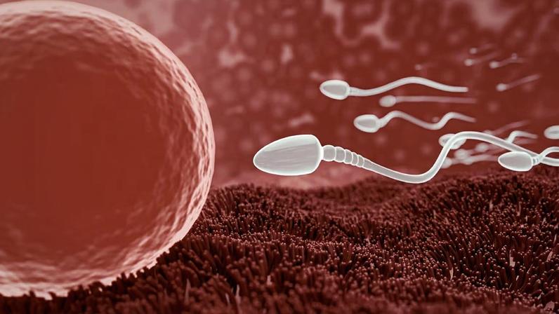 Método pausa produção de espermatozoides. (Foto: Olivia Grigorita via Canva)