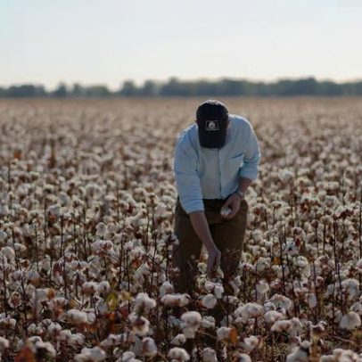 Por que a Cotton Incorporated aposta no retorno da fibra natural