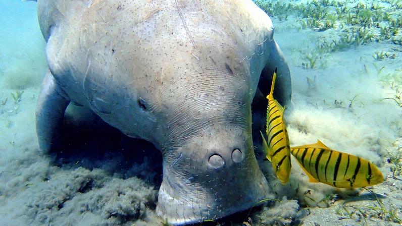 Drones ajudam conservação de dugongos ante crescentes ameaças