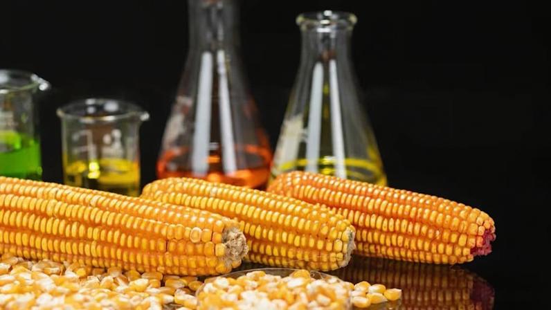 Espigas de milho e grãos soltos dispostos diante de vidrarias de laboratório com líquidos coloridos em verde, amarelo e laranja. Fundo preto destaca cores vivas.
