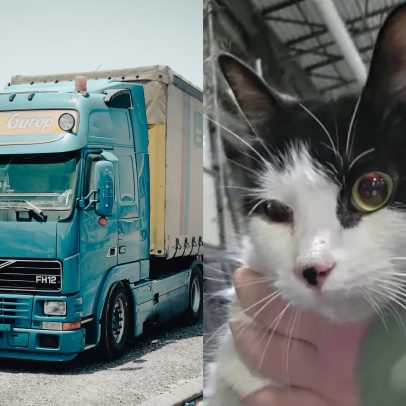 Gato viaja pelo Canadá escondido em caminhão de entregas