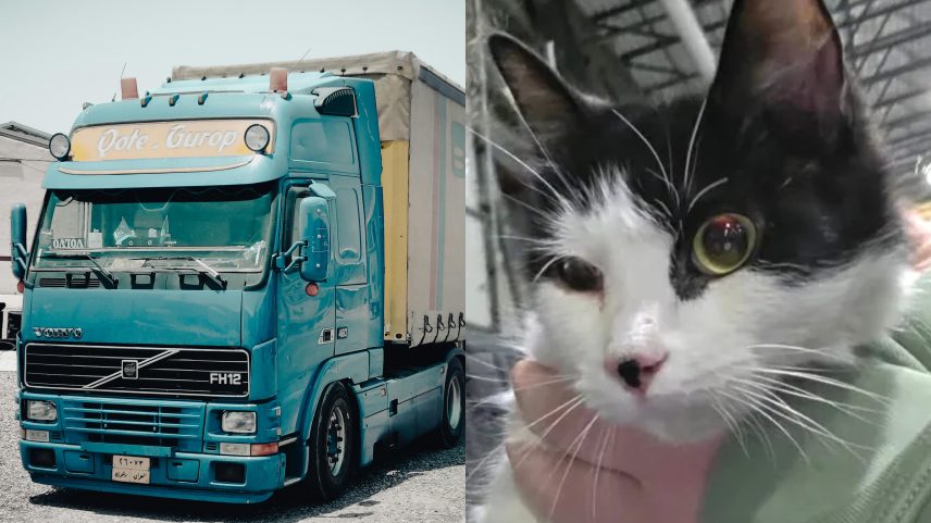 Gato viaja pelo Canadá escondido em caminhão de entregas