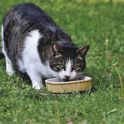 Estudo revela por que gatos não comem toda a ração do pote