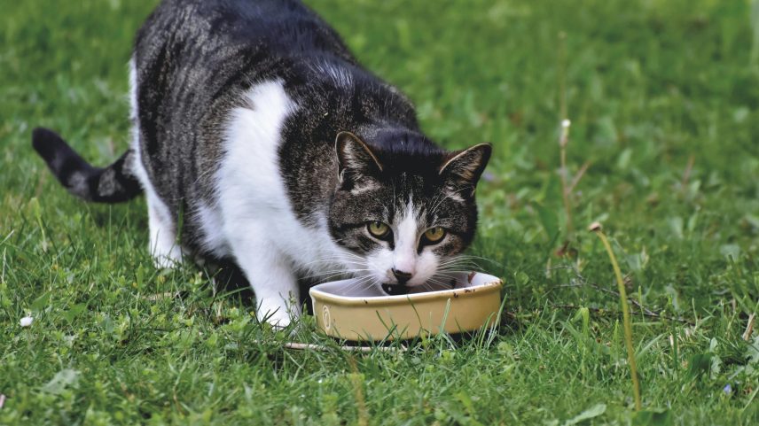 Introdução de um novo odor pode reativar a motivação dos gatos para se alimentar