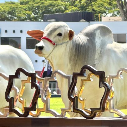 Flamboyant Agropecuária apresenta potência do Nelore Mocho na vitrine nacional