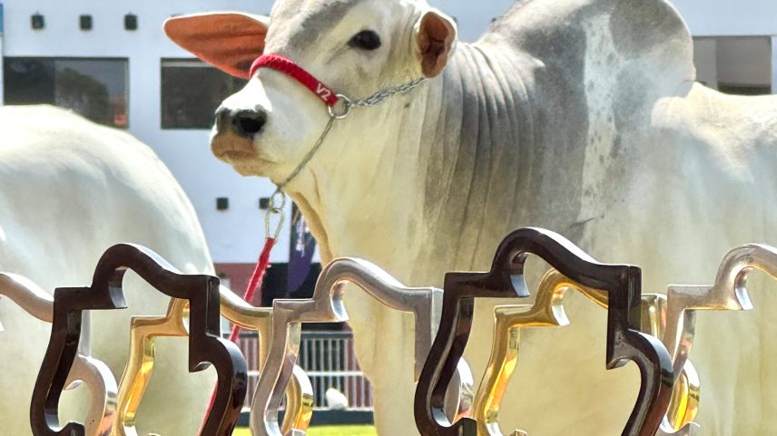 Flamboyant Agropecuária leva à pista mais do que animais: apresenta décadas de seleção, consistência e visão de longo prazo