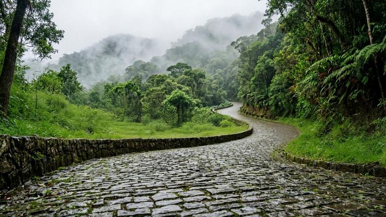 (Imagem ilustrativa)Estrada histórica do século dezenove com pavimento original de pedras cruzando a Mata Atlântica