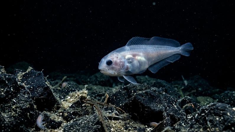 Peixe que vive a 8 mil metros resiste à pressão esmagadora