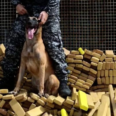 Cão que liderou maior apreensão de drogas pode ganhar Medalha Tiradentes na Alerj