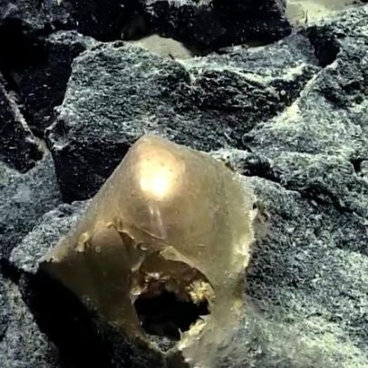 Cientistas revelam resposta para esfera dourada encontrada no oceano