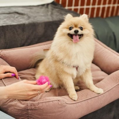 10 itens indispensáveis para casas com cães