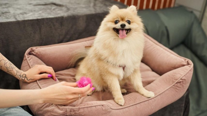 10 itens indispensáveis para casas com cães