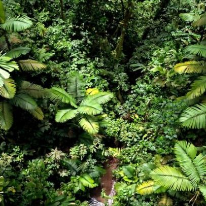 Escuta de florestas revela sinais de recuperação além da cobertura arbórea