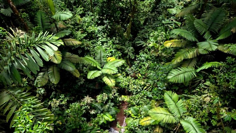 A forest in Costa Rica. The country is considered a pioneer in a forest protection mechanism that has helped drastically reverse deforestation. Image by Rhett Butler.